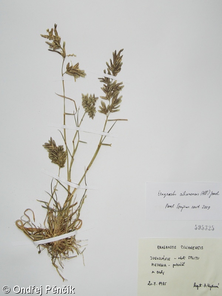 Eragrostis cilianensis – milička velkokvětá