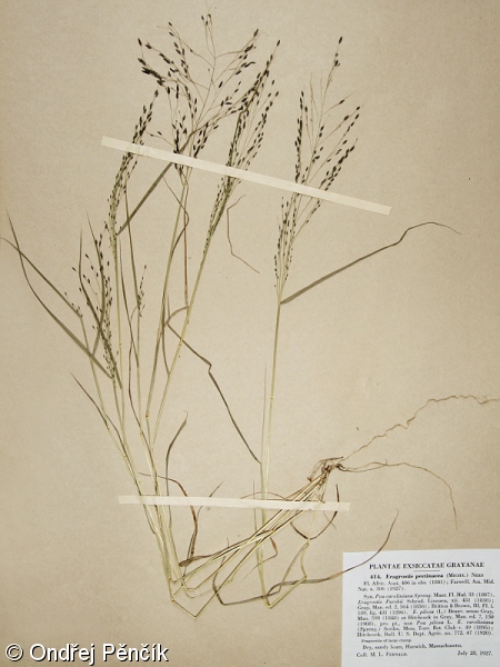 Eragrostis pectinacea – milička hřebenitá