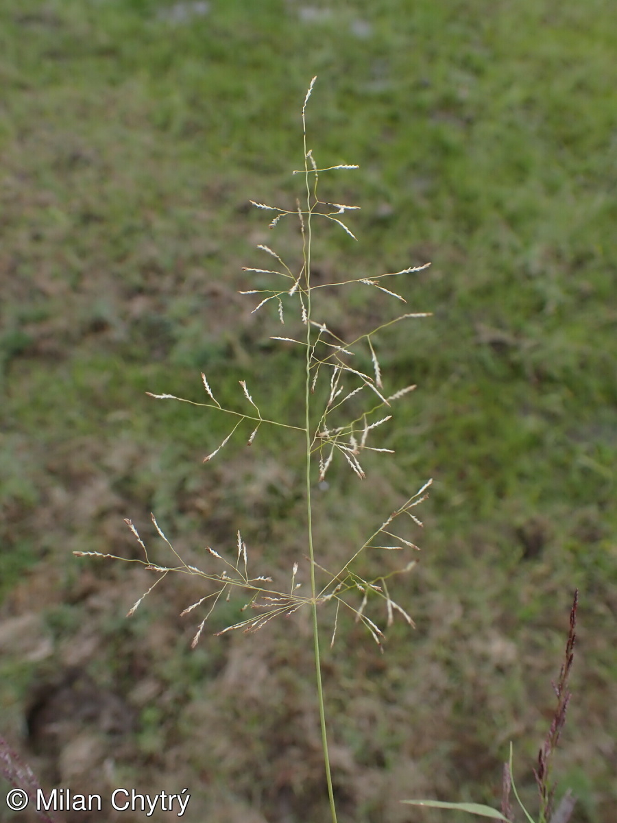 Eragrostis pilosa – milička chlupatá