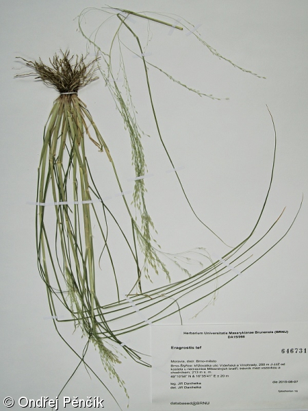 Eragrostis tef – milička habešská