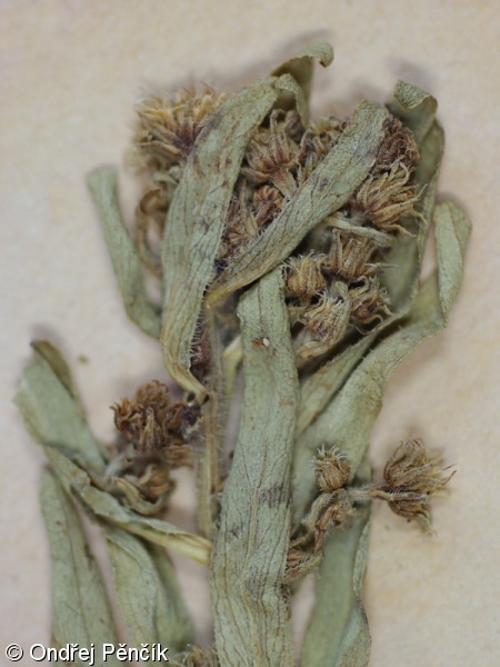 Erigeron macrophyllus – turan velkolistý