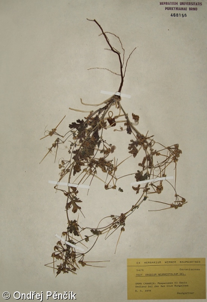 Erodium neuradifolium – pumpava malokvětá