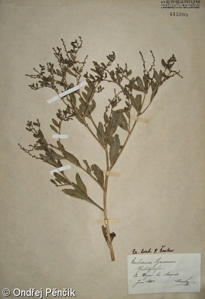 Euclidium syriacum – rukevníček syrský