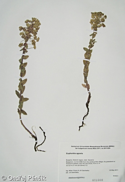 Euphorbia agraria – pryšec rolní
