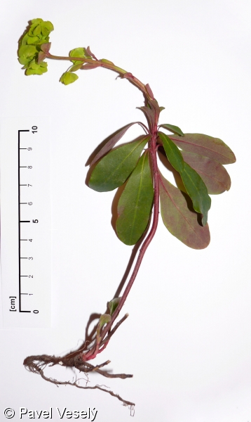 Euphorbia amygdaloides – pryšec mandloňovitý