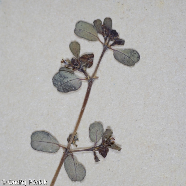 Euphorbia chamaesyce – pryšec šedavý