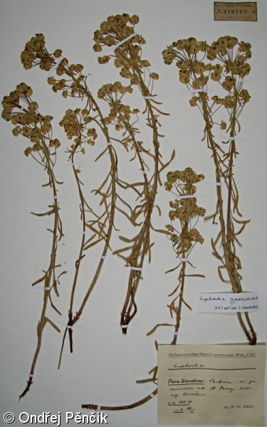 Euphorbia cyparissias – pryšec chvojka