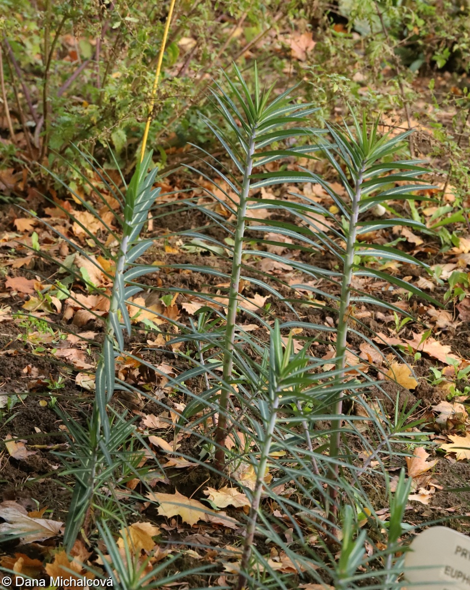 Euphorbia lathyris – pryšec skočcový