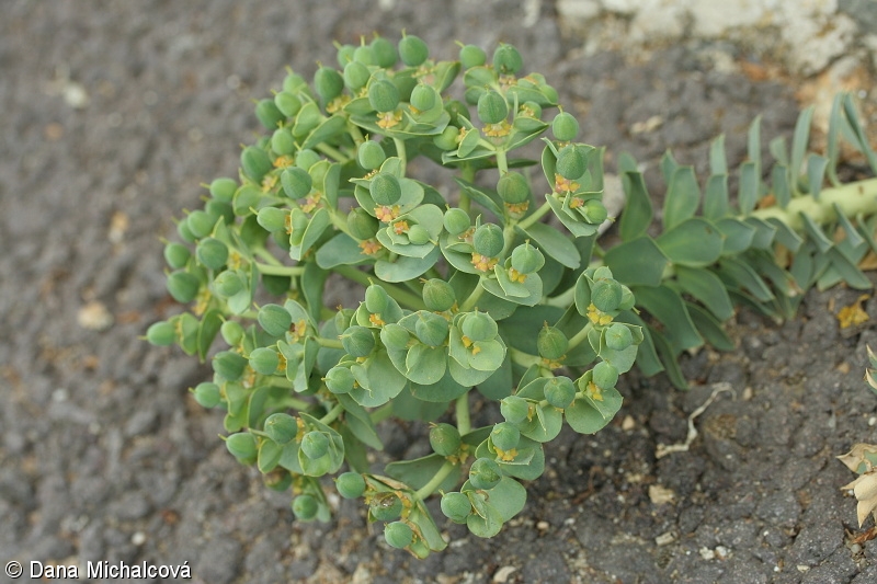 Euphorbia myrsinites – pryšec myrtovitý
