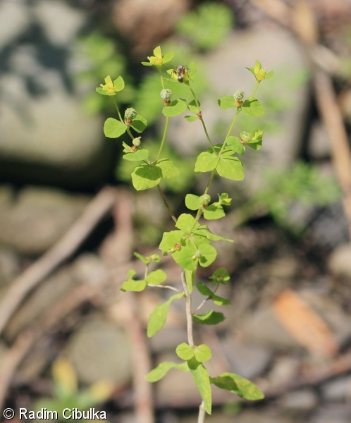 Euphorbia stricta – pryšec tuhý