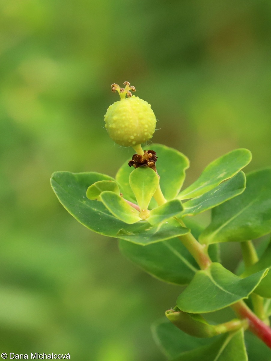 Euphorbia illirica – pryšec kosmatý