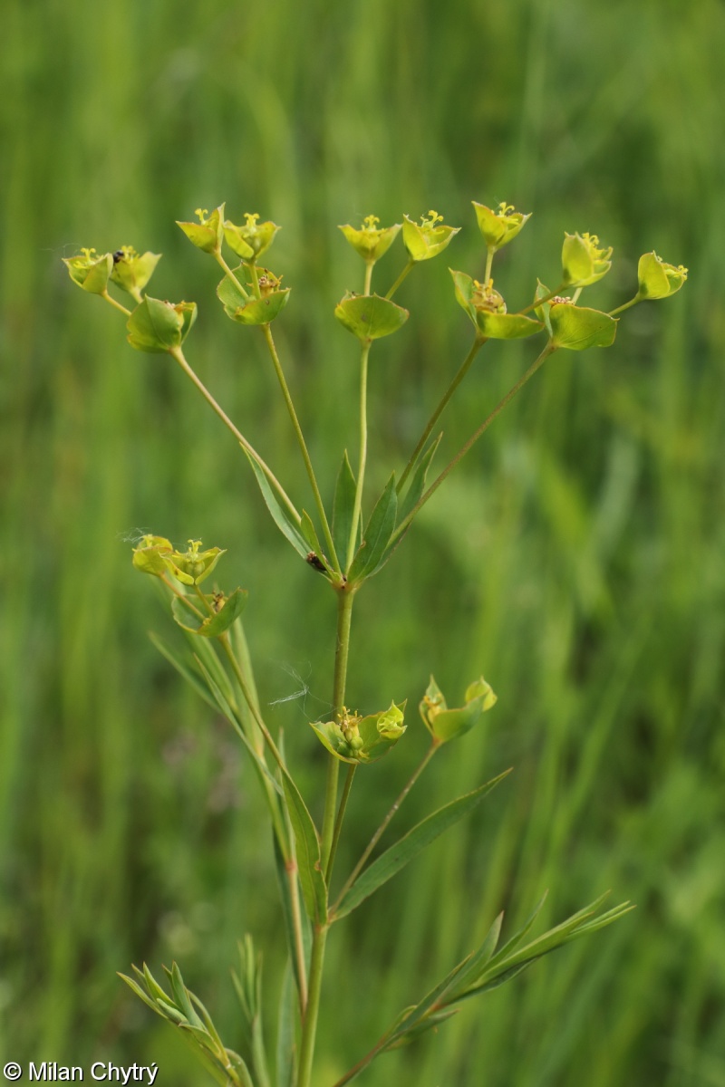 Euphorbia virgata – pryšec prutnatý