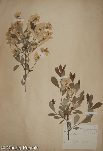 Exochorda racemosa – hroznovec hroznatý