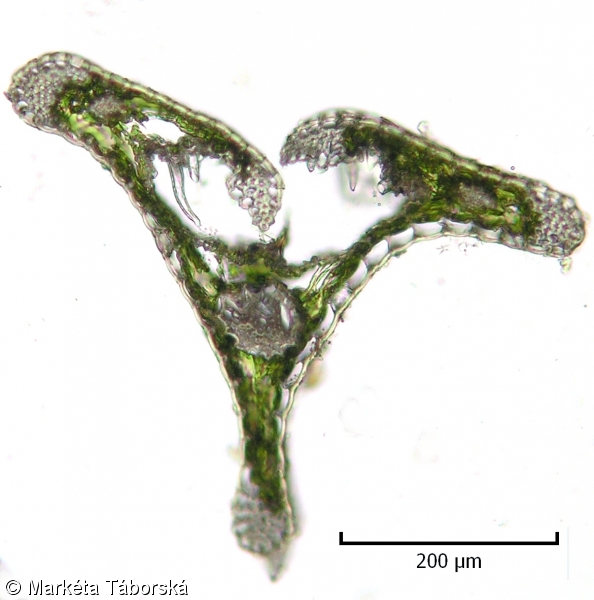 Festuca heterophylla – kostřava různolistá