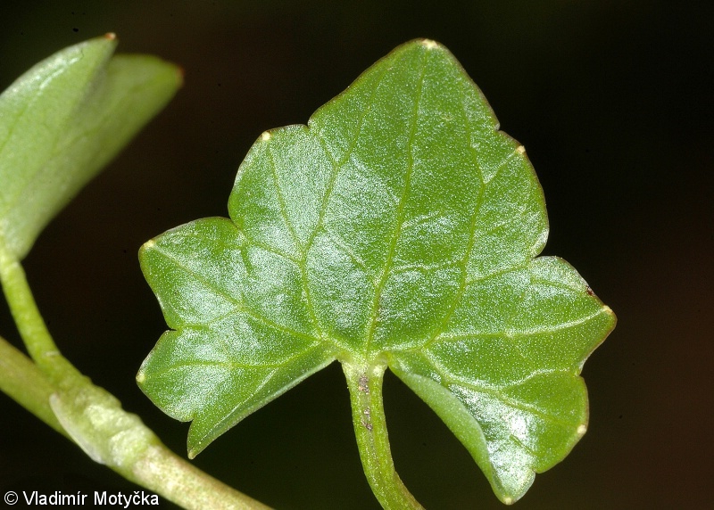 Ficaria verna subsp. verna – orsej jarní pravý