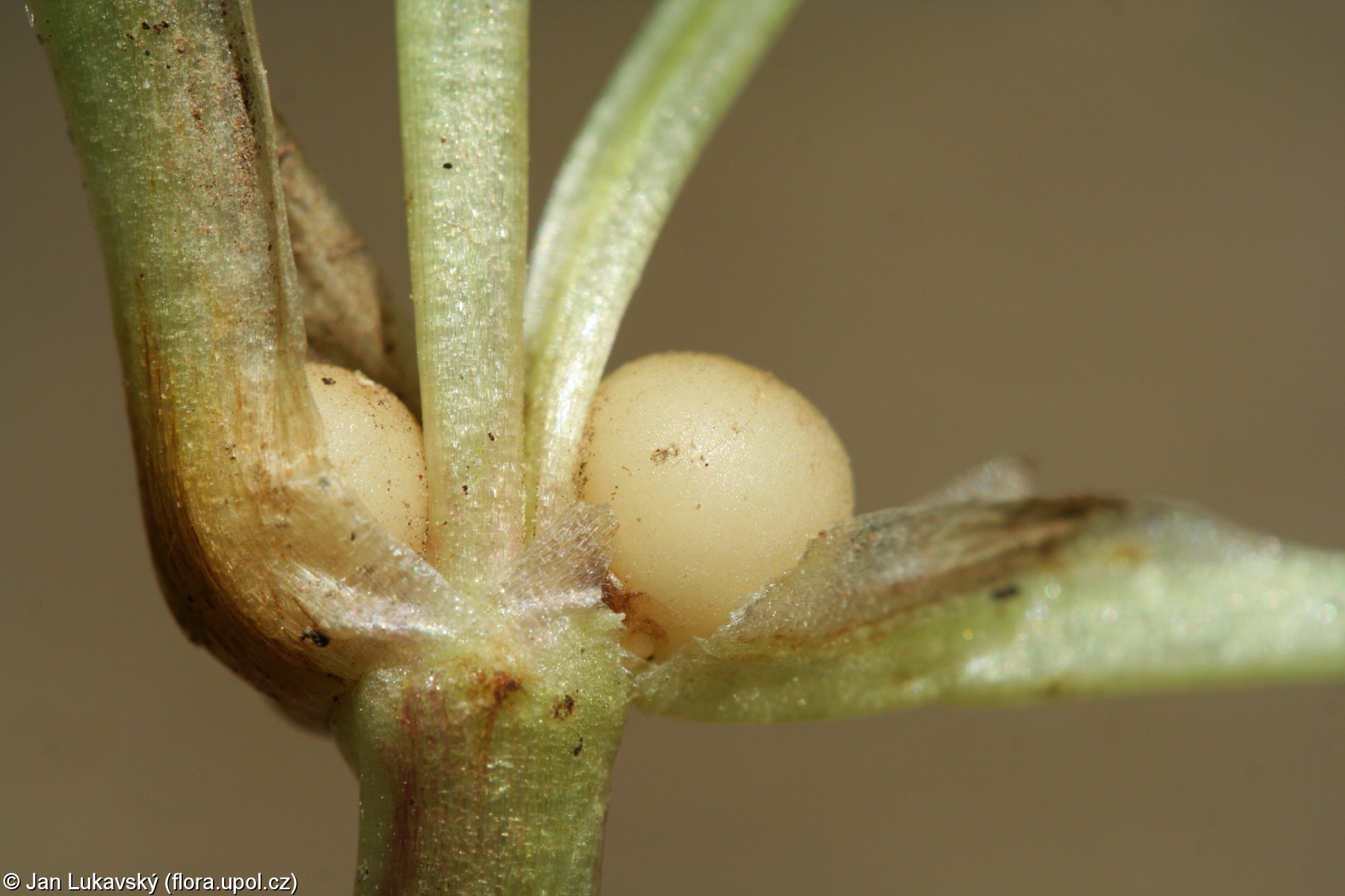 Ficaria verna subsp. verna – orsej jarní pravý