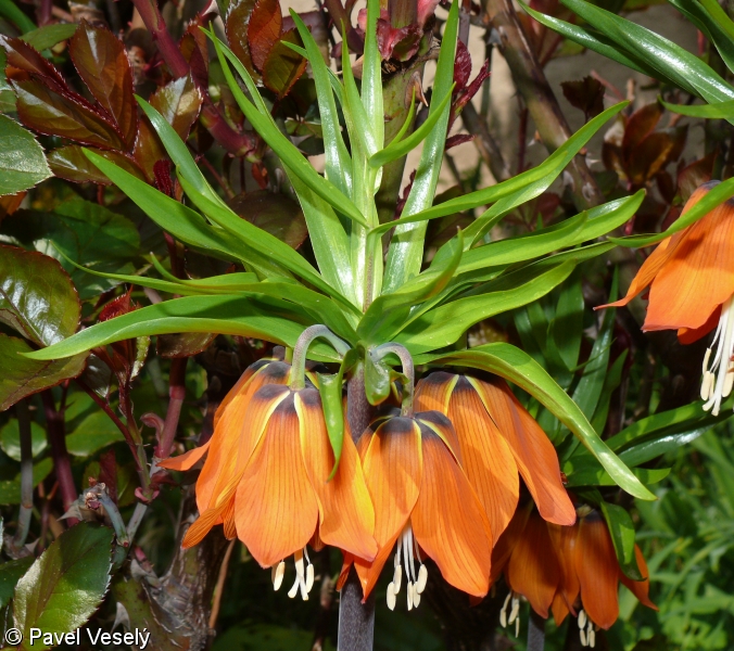 Fritillaria imperialis – řebčík královský