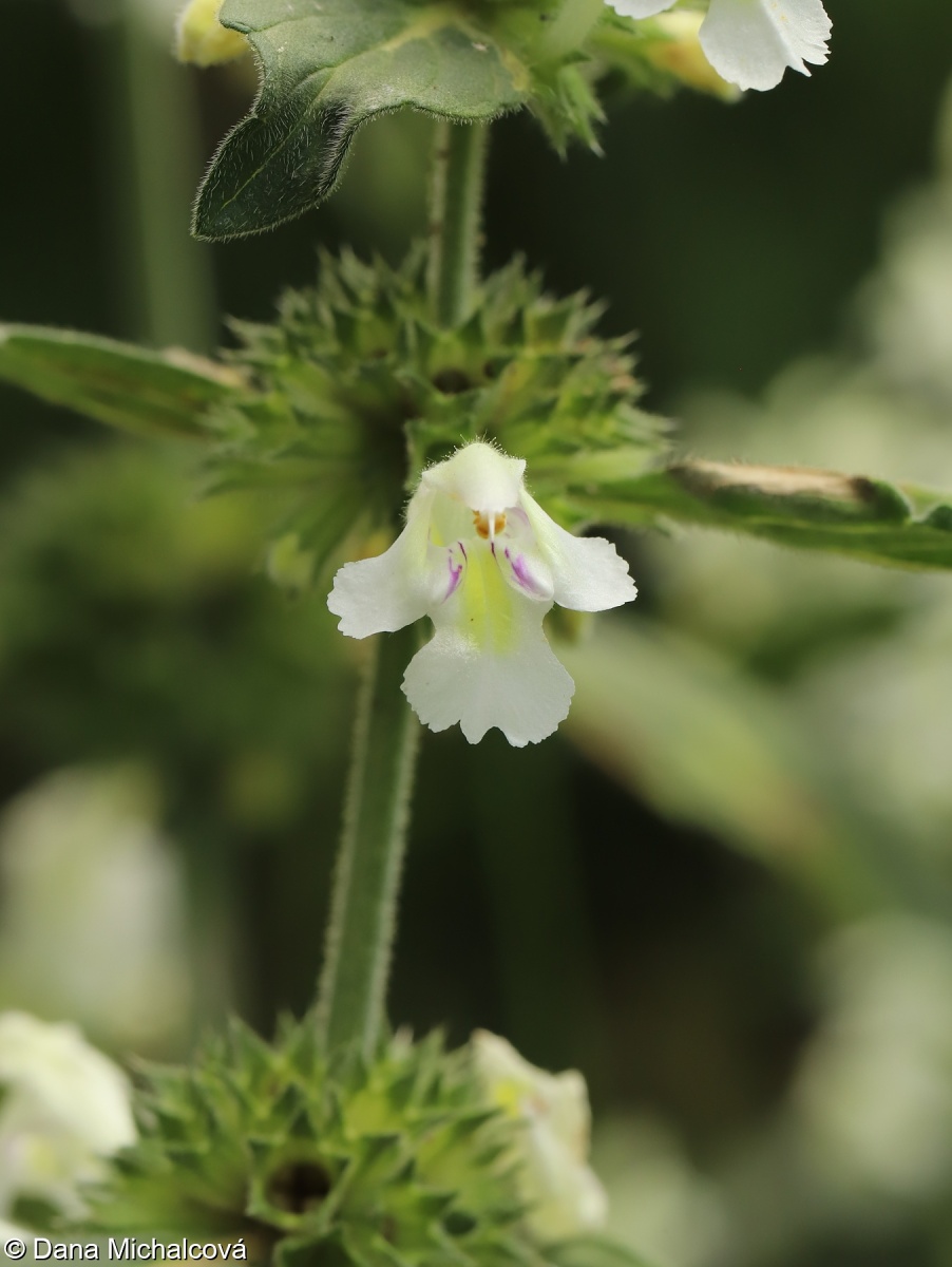 Galeopsis segetum – konopice bledožlutá