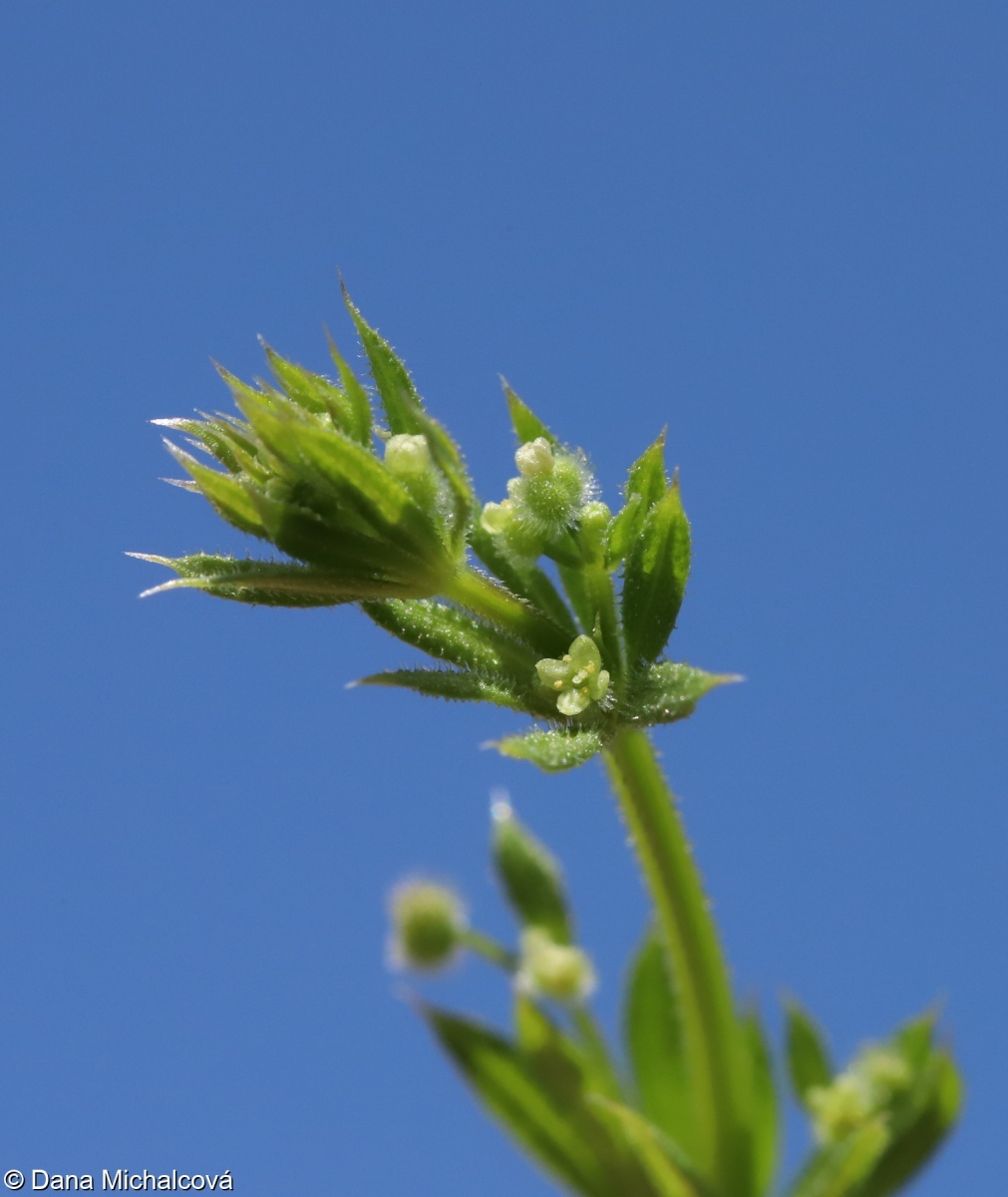 Galium spurium subsp. spurium – svízel pochybný pravý