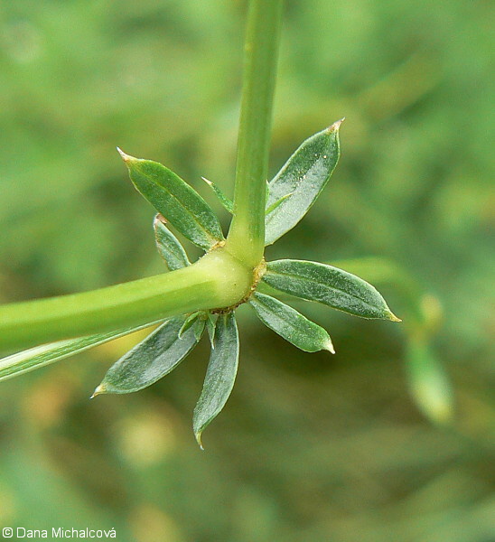 Galium ×pomeranicum – svízel pomořanský