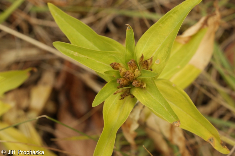 Gentiana cruciata subsp. cruciata – hořec křížatý pravý