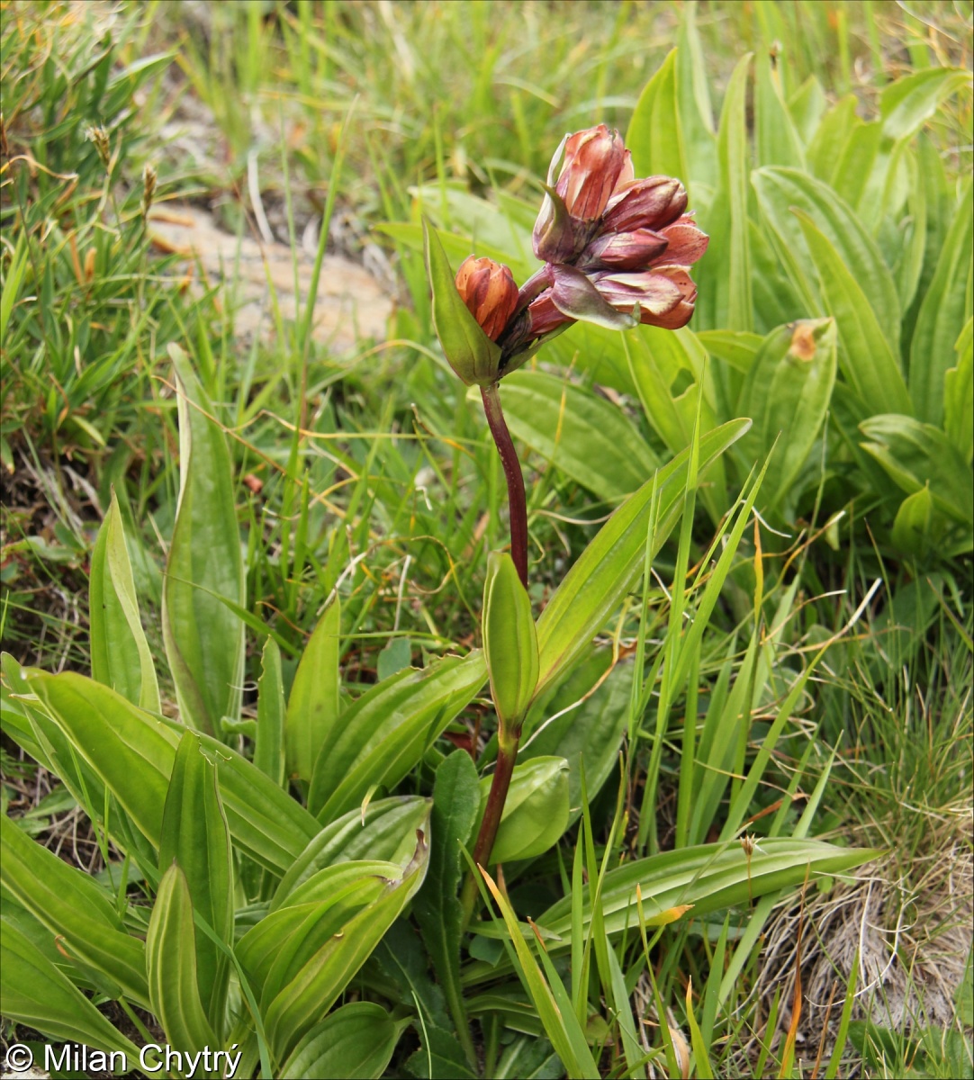 Gentiana purpurea – hořec nachový