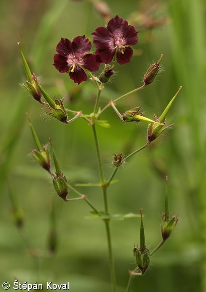 Geranium phaeum – kakost hnědočervený