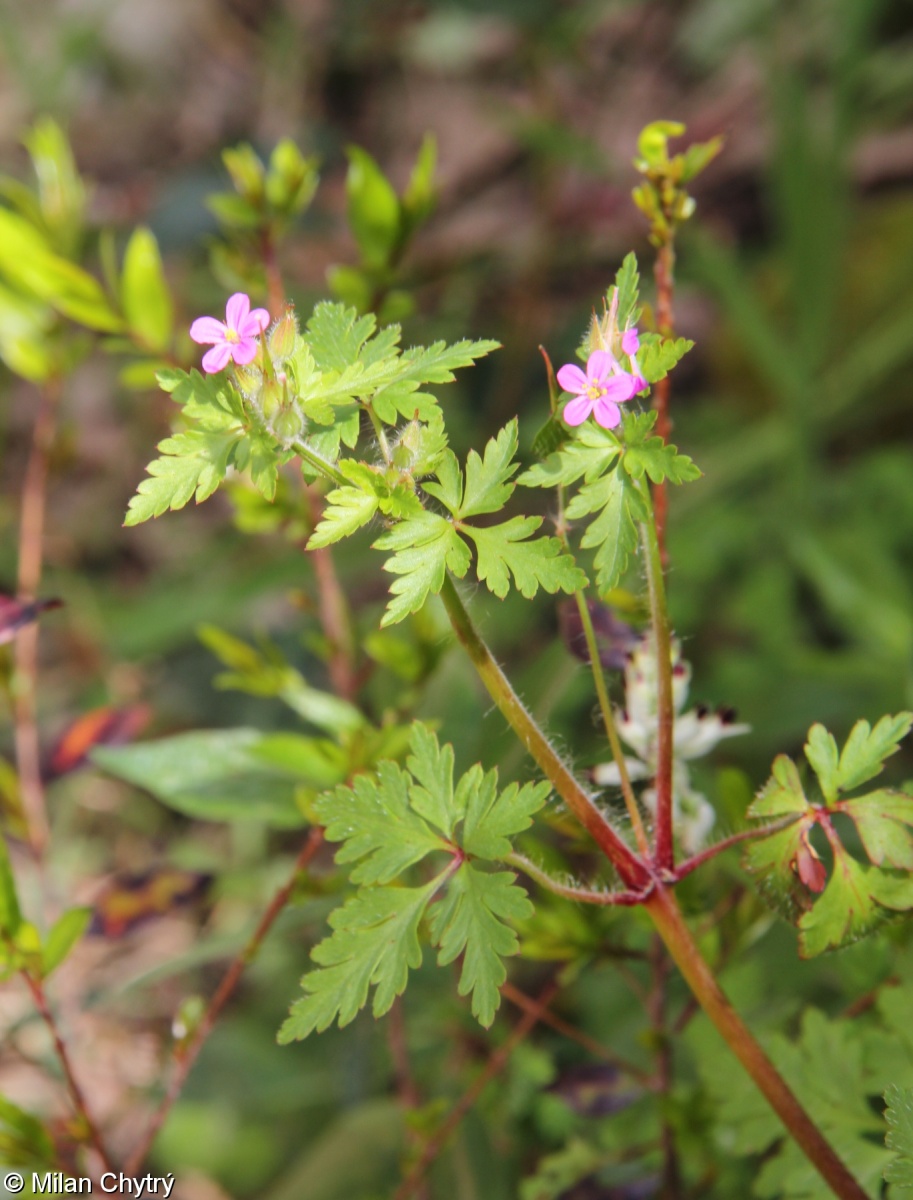 Geranium purpureum – kakost purpurový