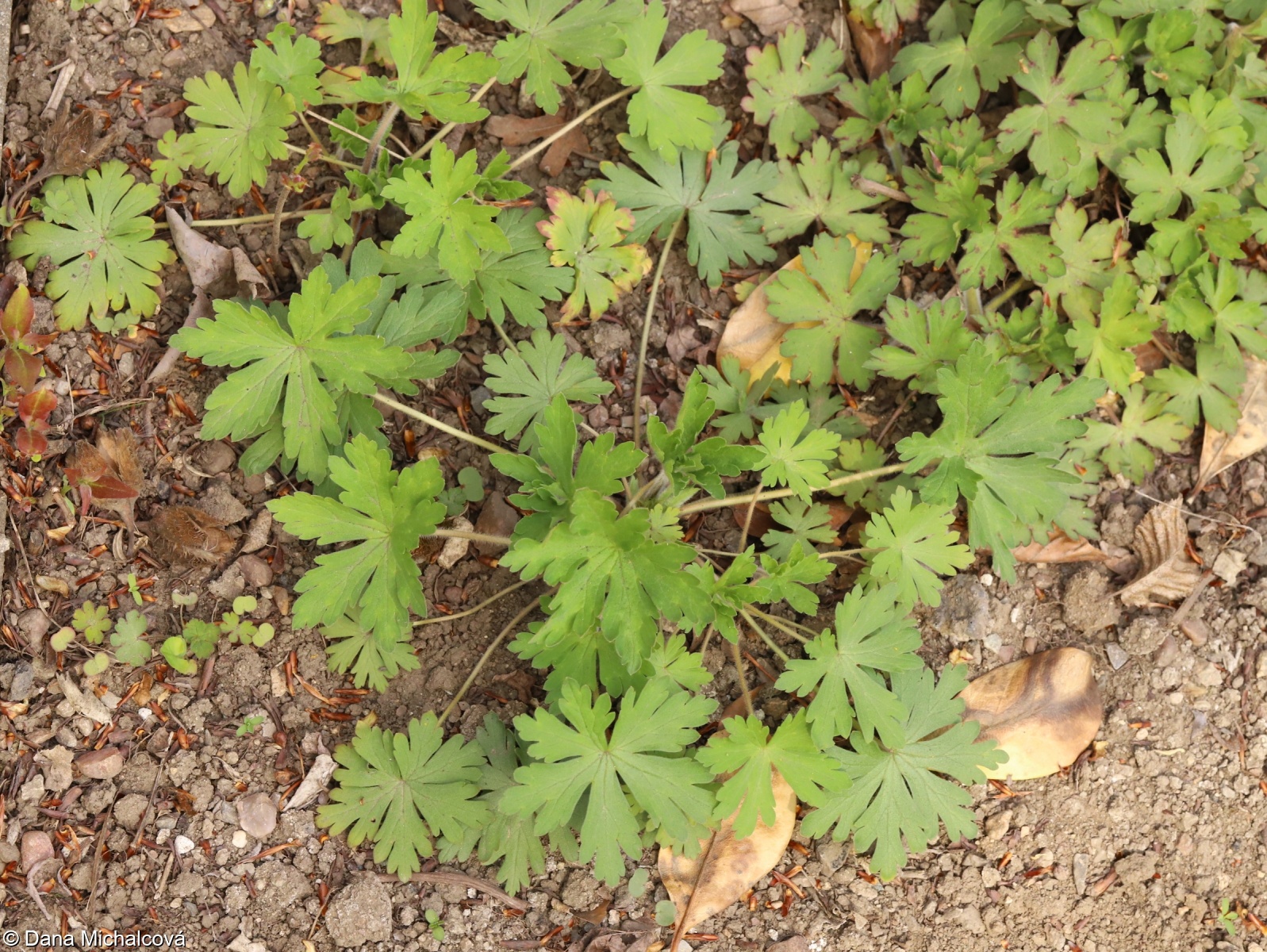 Geranium thunbergii – kakost Thunbergův