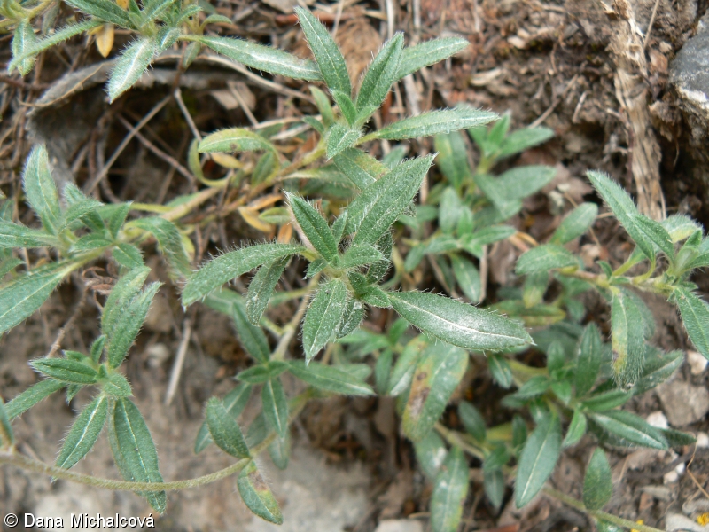 Helianthemum canum – devaterník šedý