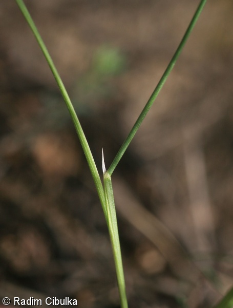 Helictotrichon desertorum subsp. basalticum – ovsíř stepní čedičový