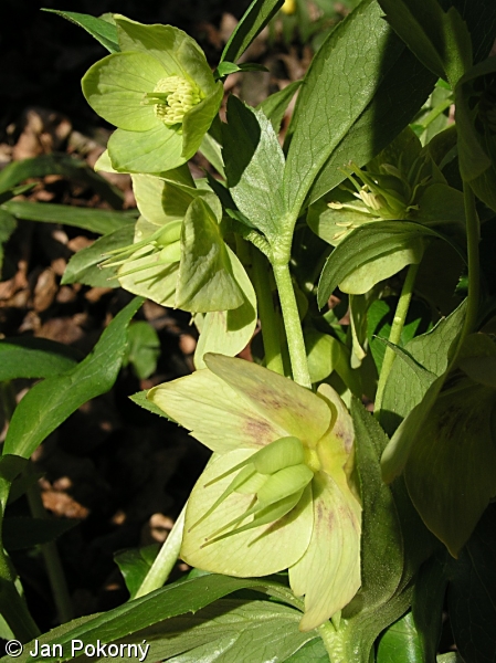 Helleborus viridis – čemeřice zelená