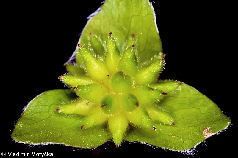 Hepatica nobilis – jaterník podléška
