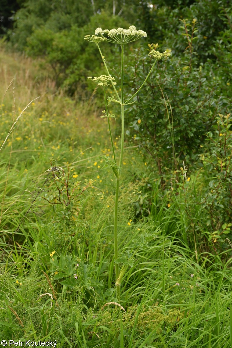 Heracleum sphondylium subsp. chloranthum – bolševník obecný zelenokvětý