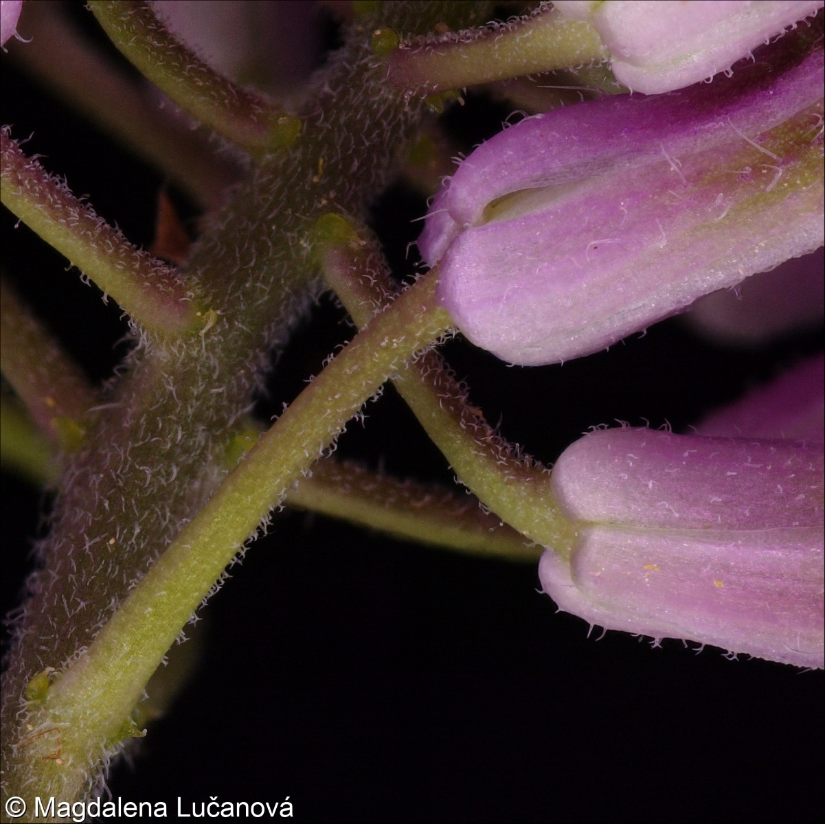 Hesperis matronalis subsp. matronalis &ndash; večernice vonná pravá