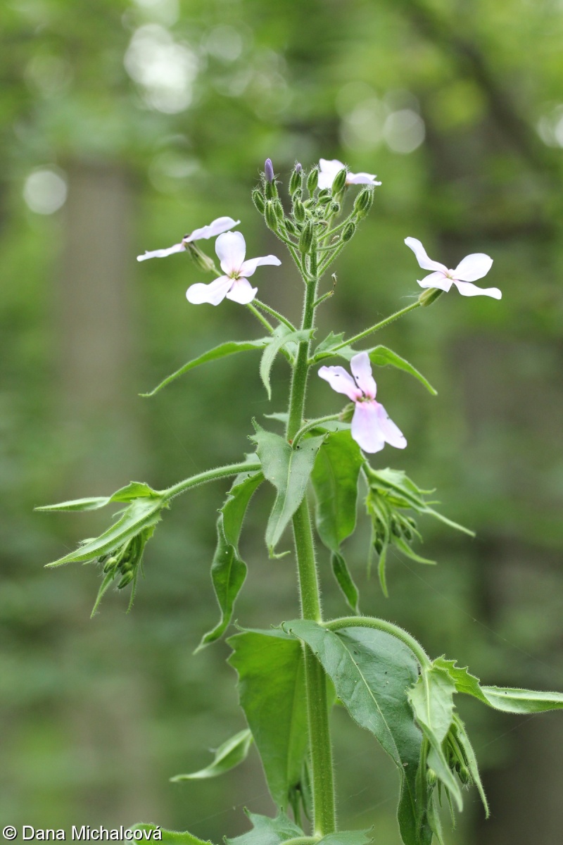 Hesperis sylvestris – večernice lesní