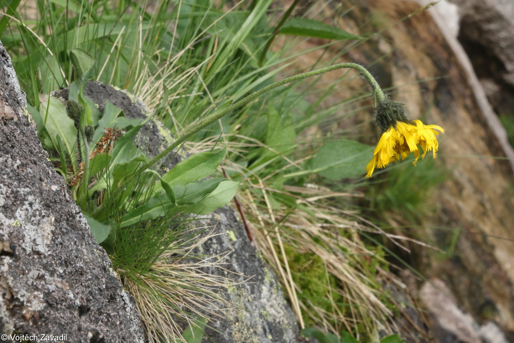 Pilosella densiflora – chlupáček hustokvětý