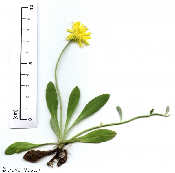 Pilosella officinarum – chlupáček zední