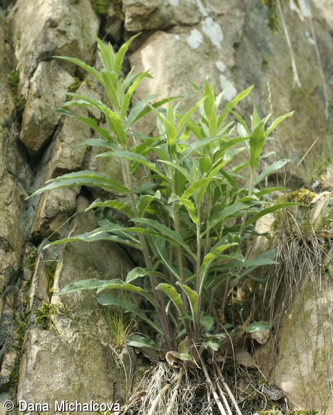 Hieracium sabaudum – jestřábník savojský
