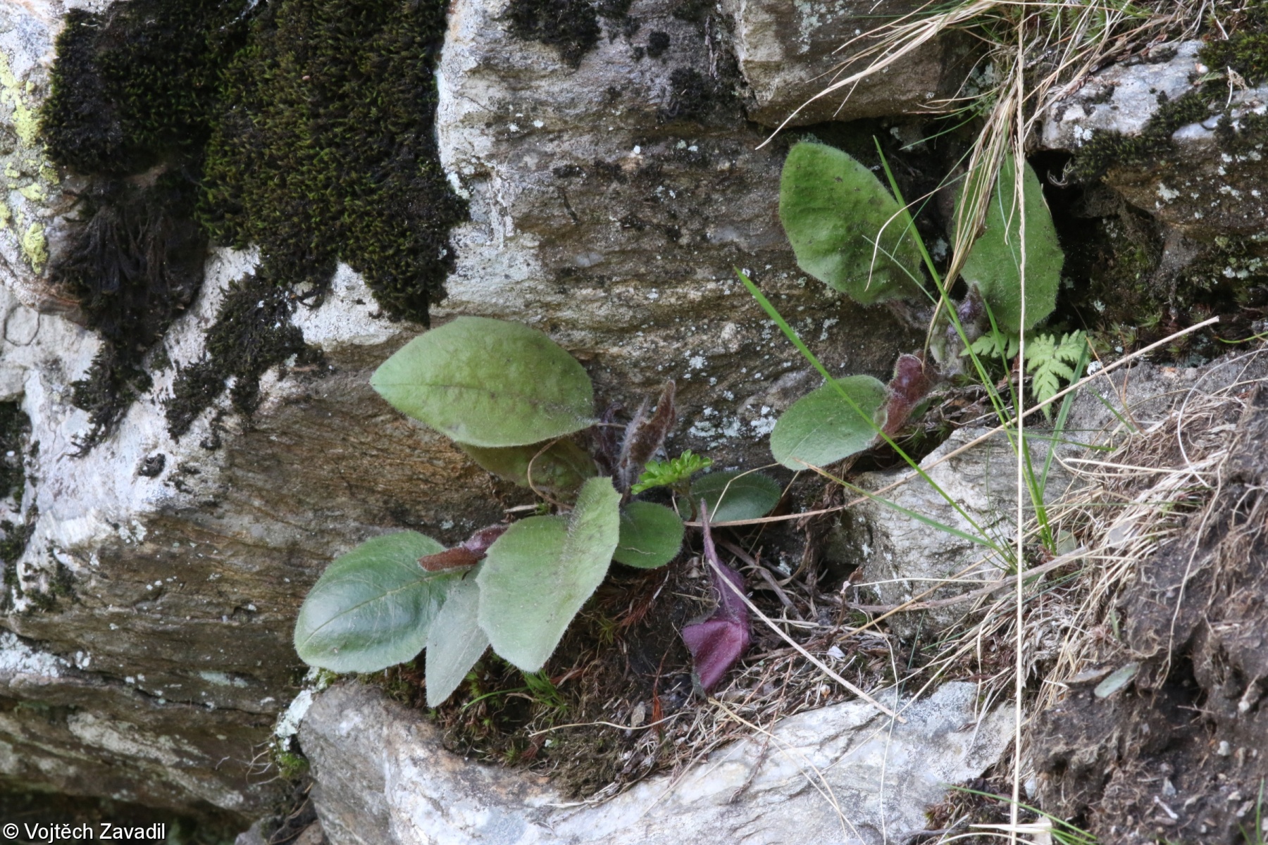 Hieracium hypochoeroides – jestřábník Wiesbaurův