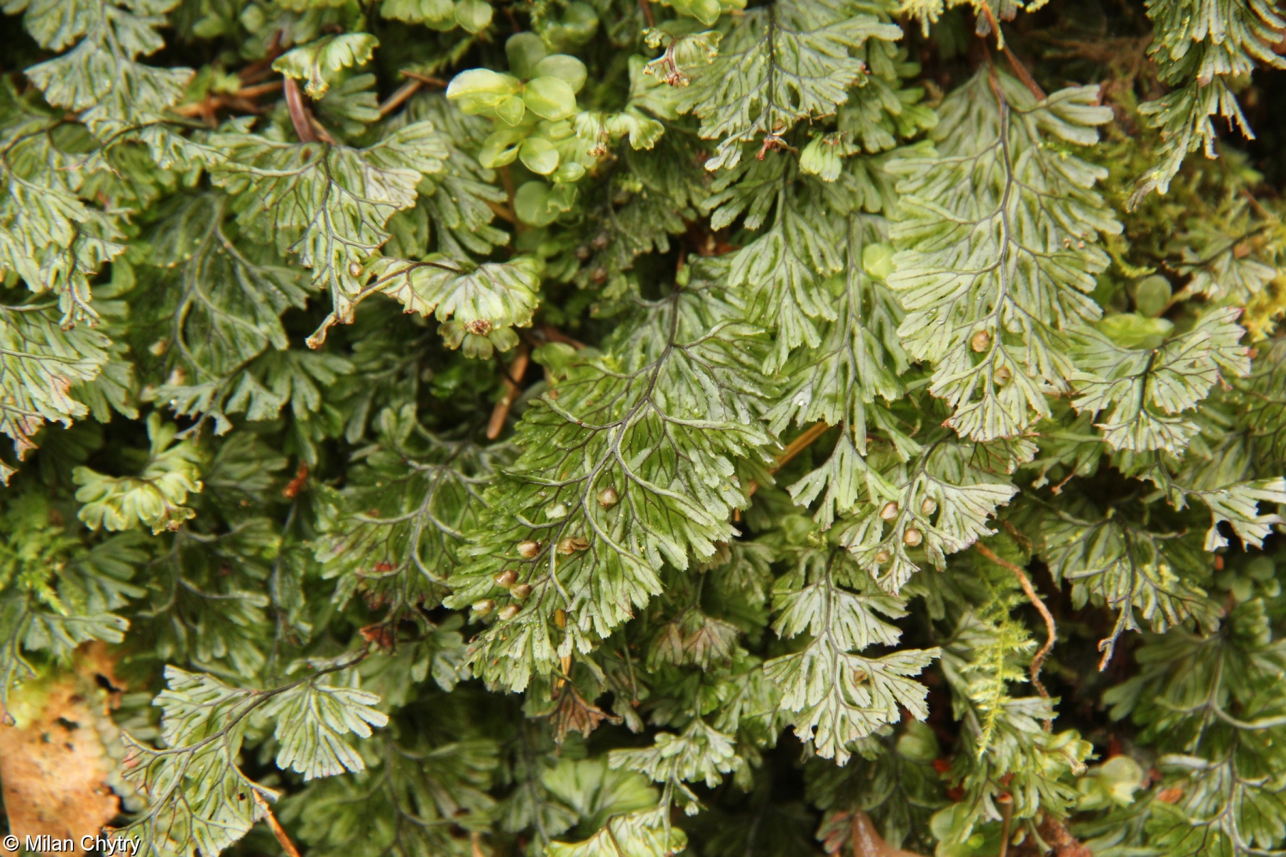 Hymenophyllum tunbrigense – blánatec kentský