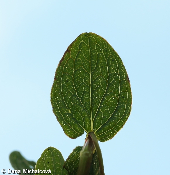 Hypericum maculatum – třezalka skvrnitá