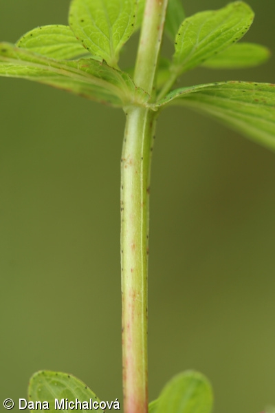 Hypericum maculatum – třezalka skvrnitá