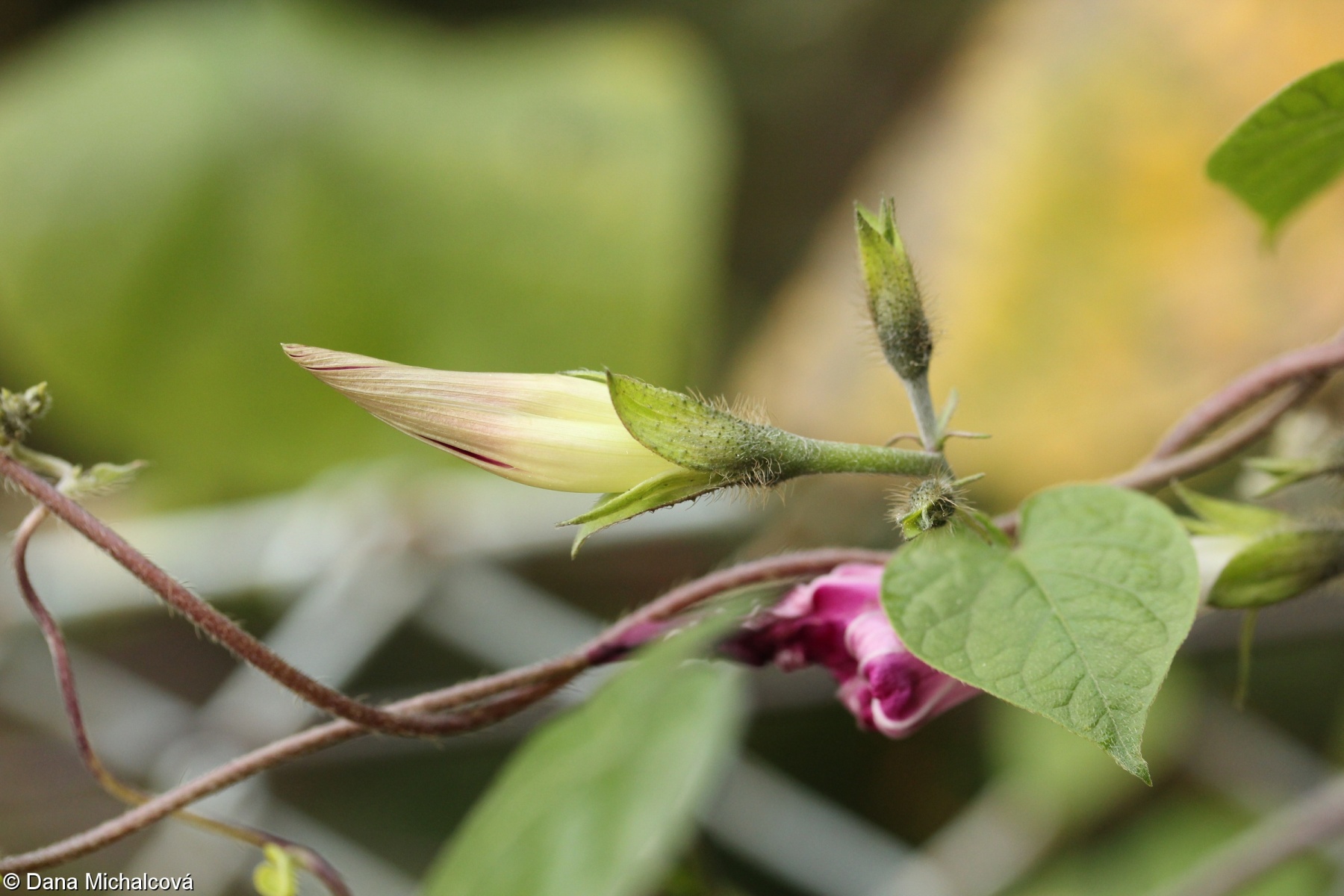 Ipomoea purpurea – povijnice nachová