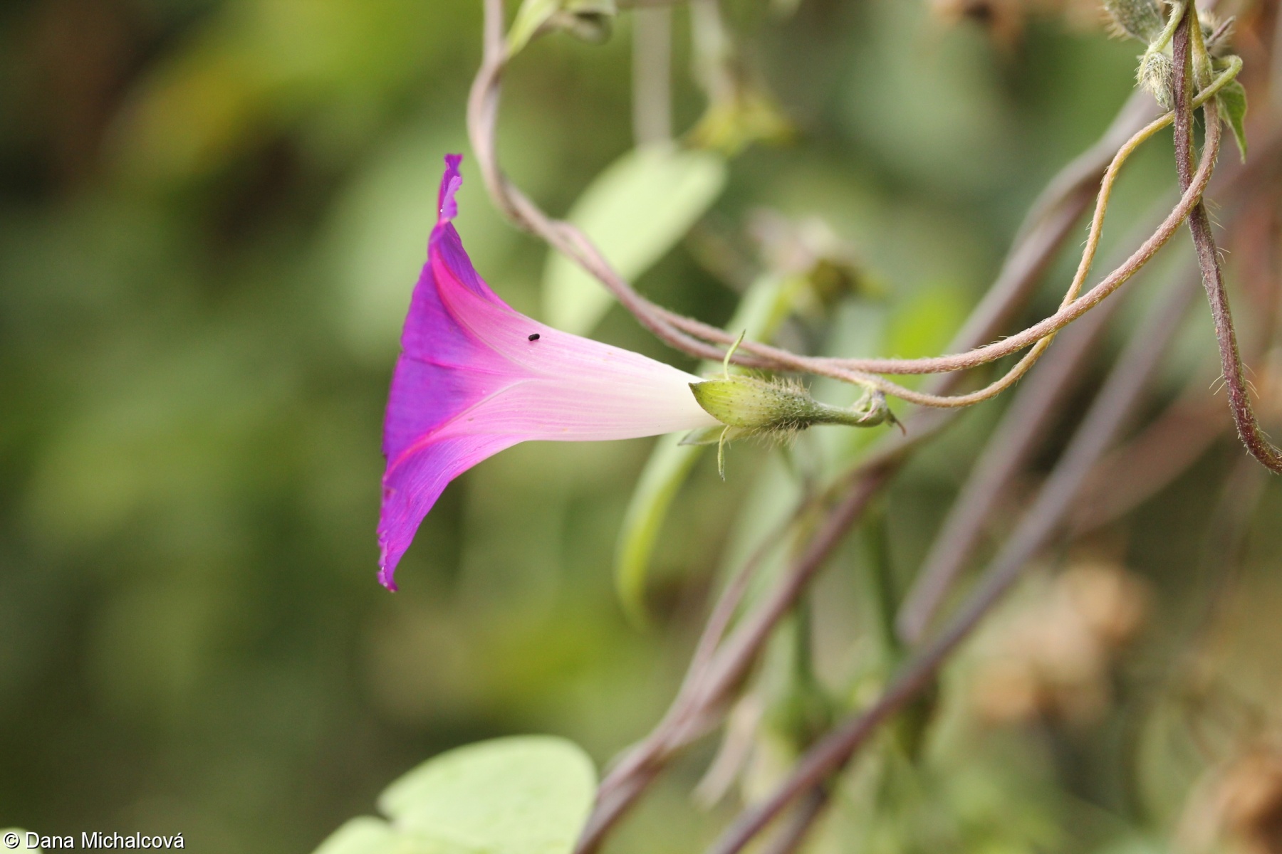 Ipomoea purpurea – povijnice nachová