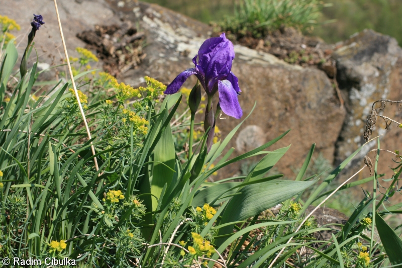 Iris aphylla – kosatec bezlistý