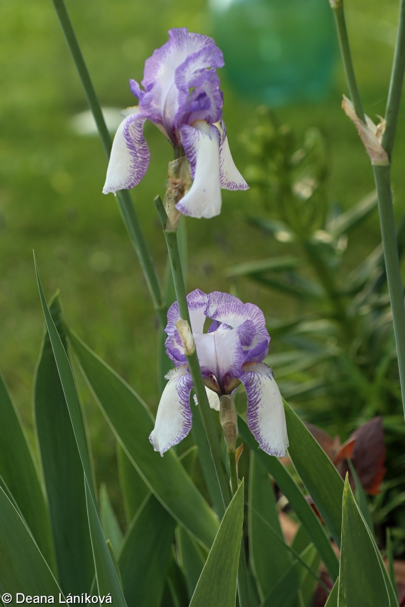 Iris ×germanica – kosatec německý