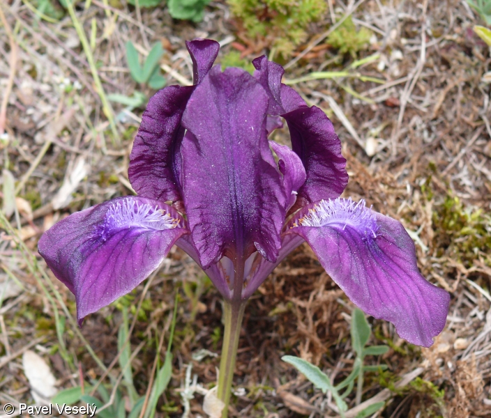 Iris pumila – kosatec nízký