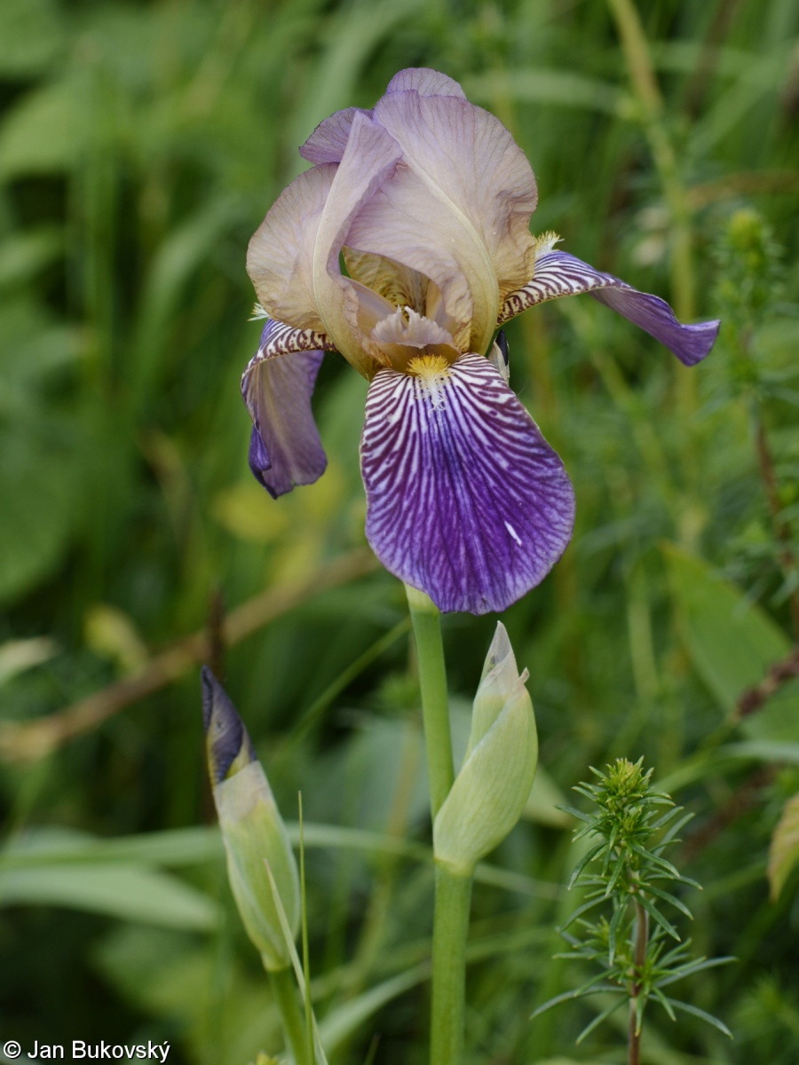 Iris ×sambucina – kosatec bezový