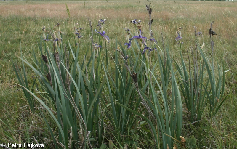 Iris spuria subsp. spuria – kosatec žlutofialový pravý